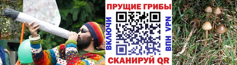 Псилоцибиновые грибы мицелий  Купить  Острогожск 